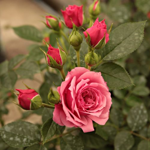 Rosa Pink Babyflor® - roz - Trandafir copac cu trunchi înalt - cu flori mărunți - coroană compactă